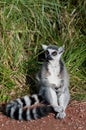 Ring-tailed lemur Royalty Free Stock Photo