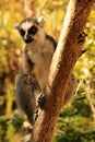 Ring-tailed lemur