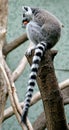 Ring-tailed lemur 5