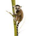 Ring-tailed Lemur (6 weeks) - Lemur catta Royalty Free Stock Photo