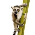 Ring-tailed Lemur (6 weeks) - Lemur catta Royalty Free Stock Photo