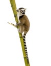 Ring-tailed Lemur (6 Weeks) - Lemur Catta