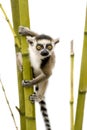 Ring-tailed Lemur (6 weeks) - Lemur catta Royalty Free Stock Photo