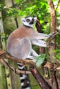 Ring-tailed Lemur