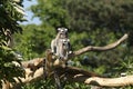 Ring-tailed Lemur Royalty Free Stock Photo