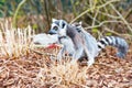 Ring-tailed lemur aka Lemur catta close up Royalty Free Stock Photo