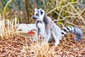 Ring-tailed lemur aka Lemur catta face close up Royalty Free Stock Photo