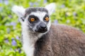 Ring-tailed lemur aka Lemur catta face close up portrait Royalty Free Stock Photo