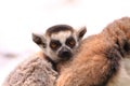 Ring tailed lemur baby