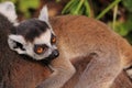 Ring tailed lemur baby