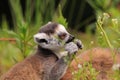 Ring tailed lemur baby