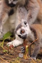 Ring tailed lemur baby