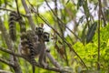 Ring tailed Lemur and baby on a green branch tree in Madagascar