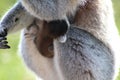 Ring tailed lemur baby