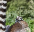 Ring-tailed lemur baby and mother Royalty Free Stock Photo