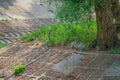 Ring-tailed lemur backs are gray to rosy brown with gray limbs and dark gray heads and necks. They have white bellies