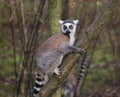 Ring tailed lemur branch Royalty Free Stock Photo