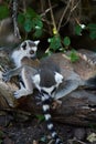 Ring tailed lemur on branch of tree Royalty Free Stock Photo