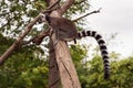 Ring Tailed Lemur among the branches of a tree in a bio park, while excreting the feces