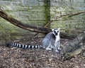 Ring tailed Lemur in captivity Royalty Free Stock Photo