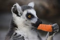 Ring-tailed lemur with carrot Royalty Free Stock Photo