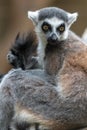 Portrait of Ring-tailed Lemur Royalty Free Stock Photo