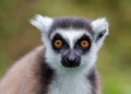 Ring-tailed lemur Lemur catta, Anja Reserve, Madagascar Royalty Free Stock Photo