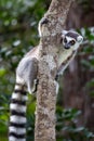 Ring-tailed lemur Lemur catta, Anja Reserve, Madagascar Royalty Free Stock Photo