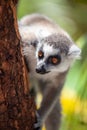 Ring-tailed lemur Lemur catta behind a tree in the in the Cango Wildlife Ranch in Oudtshoorn South Africa Royalty Free Stock Photo