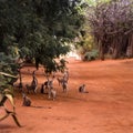 Ring-Tailed Lemur Royalty Free Stock Photo