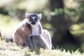 Ring-tailed Lemur Lemur catta catching morning sun. Royalty Free Stock Photo