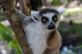 The ring-tailed lemur (Lemur catta), Nature of Madagascar Royalty Free Stock Photo