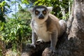 The ring-tailed lemur (Lemur catta), Nature of Madagascar Royalty Free Stock Photo