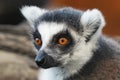 Ring tailed Lemur Lemur catta close up portrait Royalty Free Stock Photo