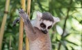 Africa: Ring-tailed Lemur catta, portrait, climbing in bamboo Royalty Free Stock Photo