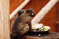 A ring-tailed Lemur catta is eating a fruit while sitting on a log Royalty Free Stock Photo