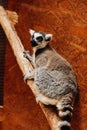 A ring-tailed Lemur catta is eating a fruit while sitting on a log Royalty Free Stock Photo