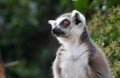 Ring-tailed lemur, close view. Royalty Free Stock Photo