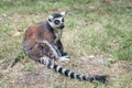 Ring tailed lemur lemur catta in the garden Royalty Free Stock Photo