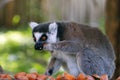 ring-tailed lemur (Lemur catta) having food, is a large strepsirrhine primate Royalty Free Stock Photo