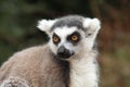 Ring-tailed lemur Royalty Free Stock Photo