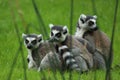 Ring-tailed lemur Royalty Free Stock Photo