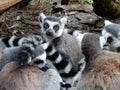 Ring tailed Lemur Royalty Free Stock Photo