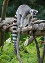 The ring-tailed lemur Lemur catta is a large strepsirrhine primate