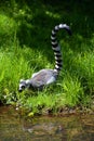 The ring-tailed lemur Lemur catta is a large strepsirrhine primate