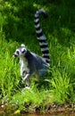 The ring-tailed lemur Lemur catta is a large strepsirrhine primate