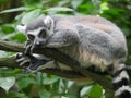 Ring tailed lemur Lemur catta is a large strepsirrhine primate