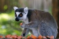 ring-tailed lemur (Lemur catta) is a large strepsirrhine primate with long, black and white