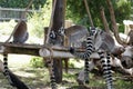 ring-tailed lemur (Lemur catta) is a large strepsirrhine primate with long, black and white