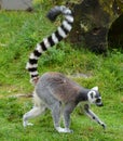 The ring-tailed lemur Lemur catta Royalty Free Stock Photo